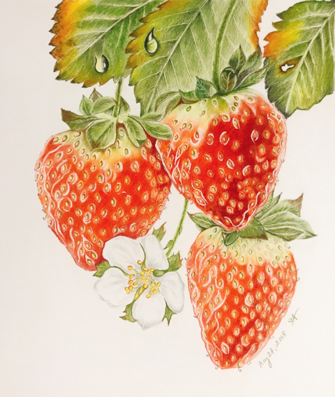 Strawberries Colored Pencil Kit Learn how to draw these luscious strawberries and raindrops