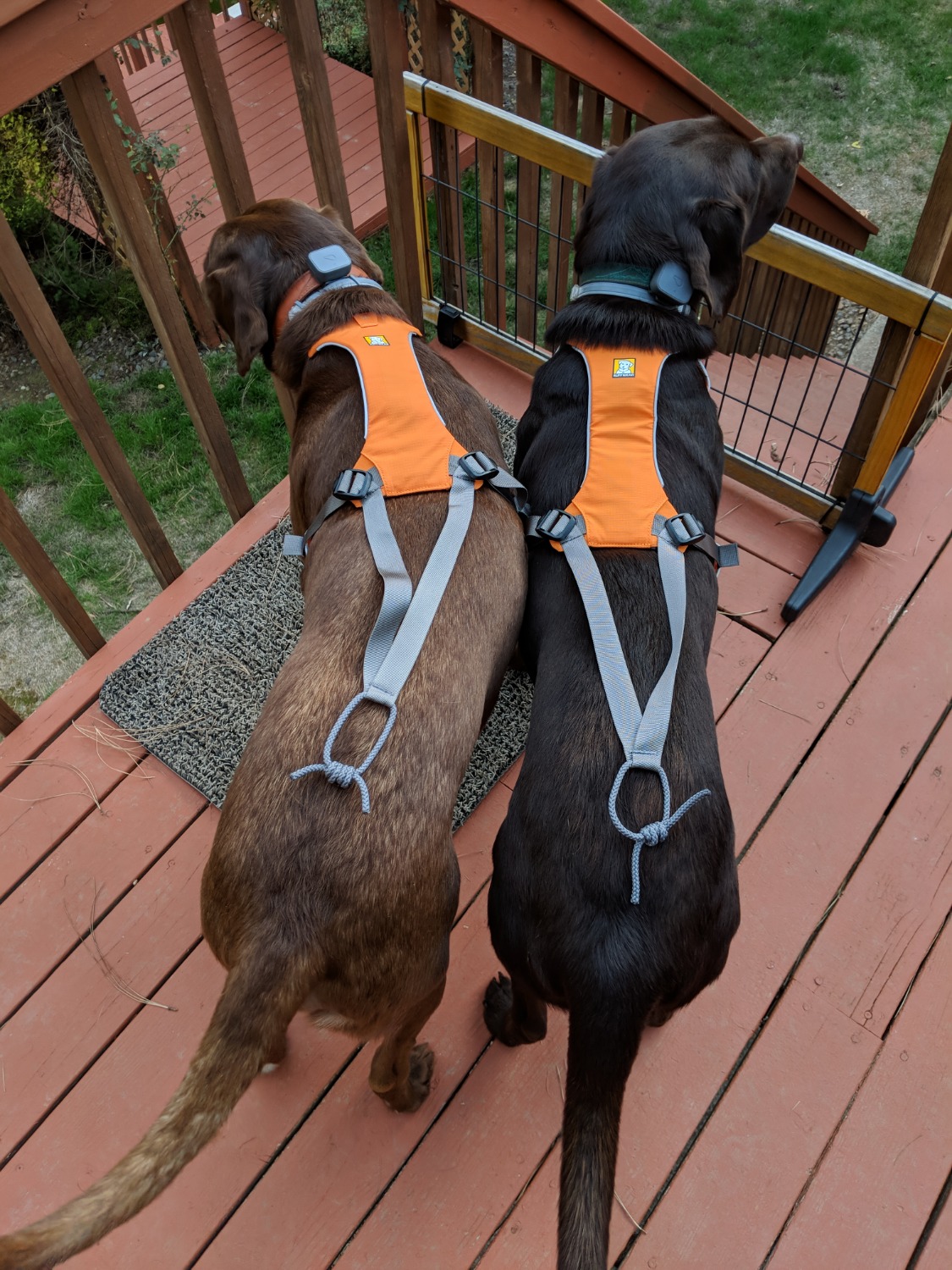 Omnijore™ Complete Joring System for Dogs Ruffwear