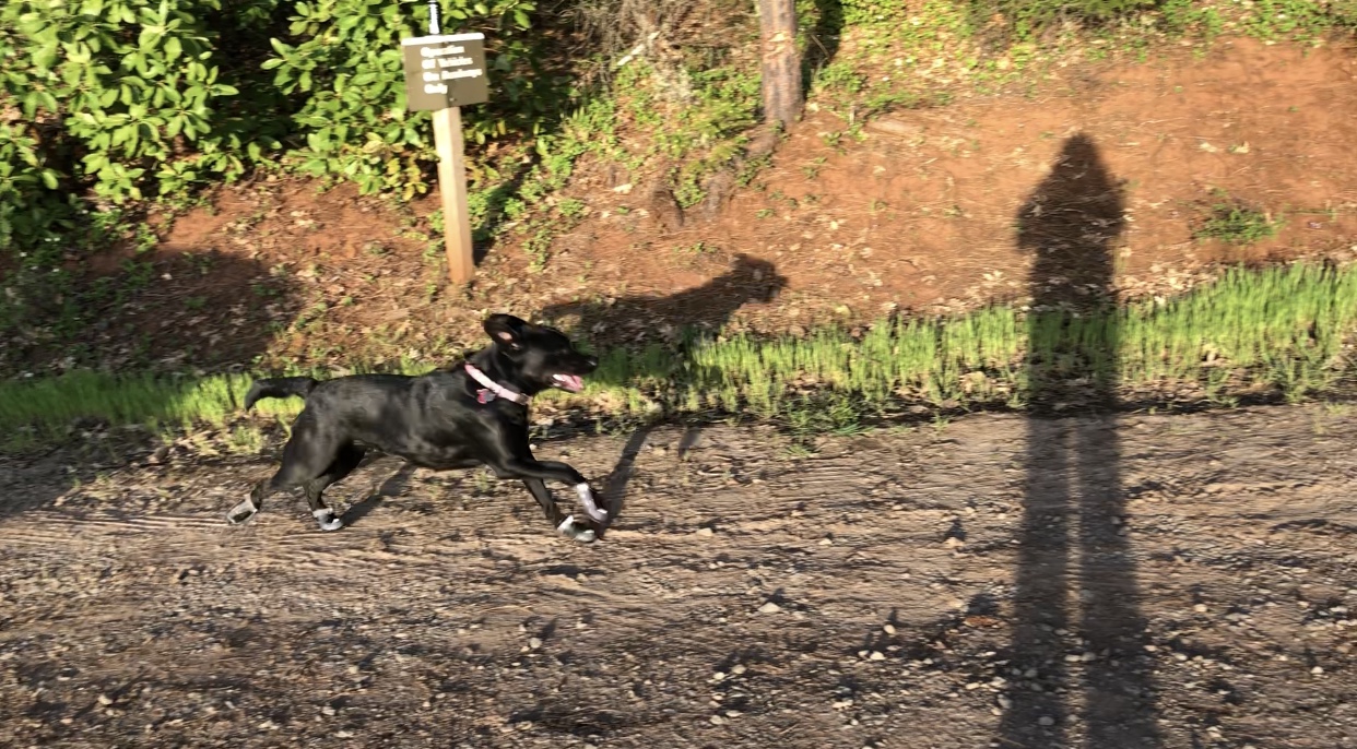 Grip Trex™ Dog Boots Durable AllTerrain Paw Protection Ruffwear