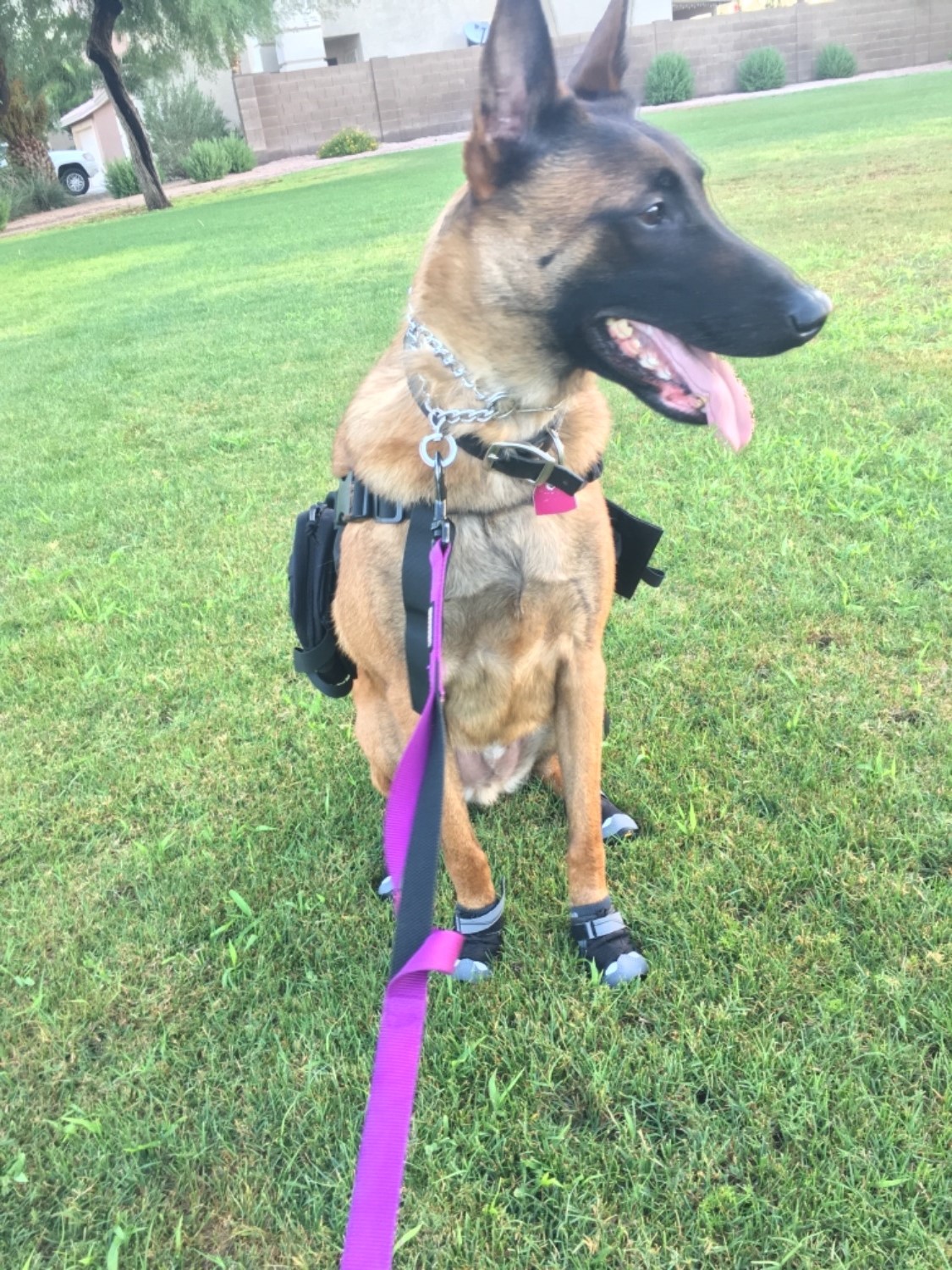 Grip Trex™ Dog Boots Durable AllTerrain Paw Protection Ruffwear