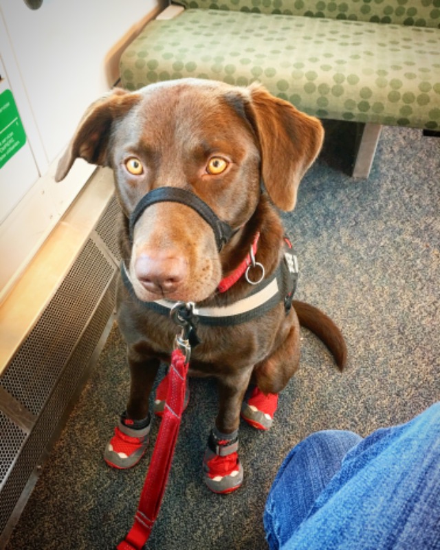 Grip Trex™ Dog Boots Durable AllTerrain Paw Protection Ruffwear