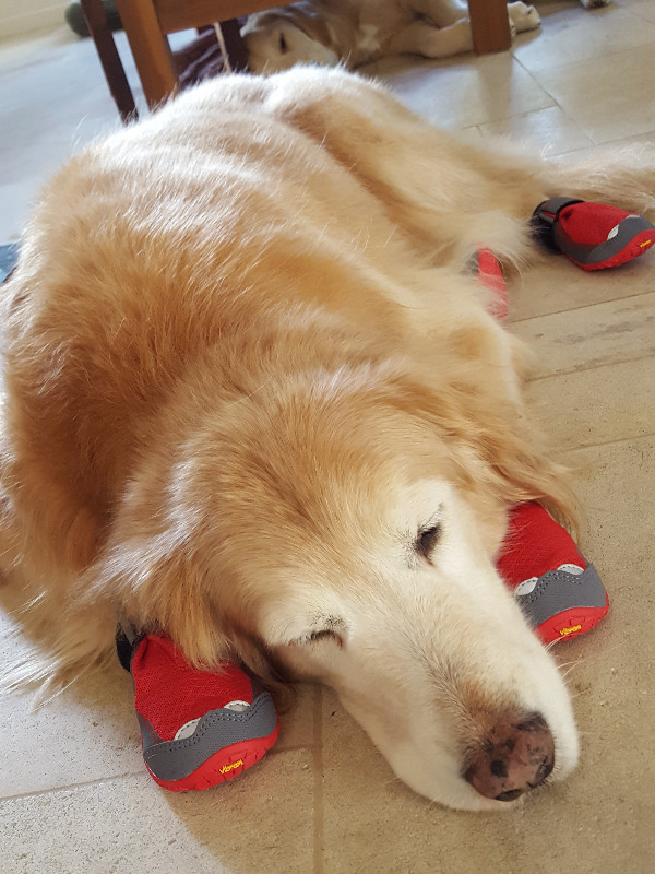 Grip Trex™ Dog Boots Durable AllTerrain Paw Protection Ruffwear