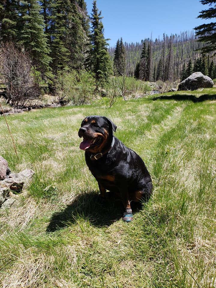 Grip Trex™ Dog Boots Durable AllTerrain Paw Protection Ruffwear