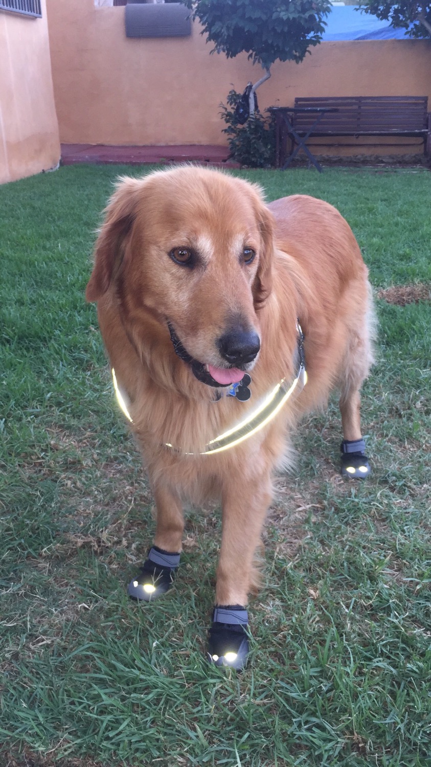Grip Trex™ Dog Boots Durable AllTerrain Paw Protection Ruffwear