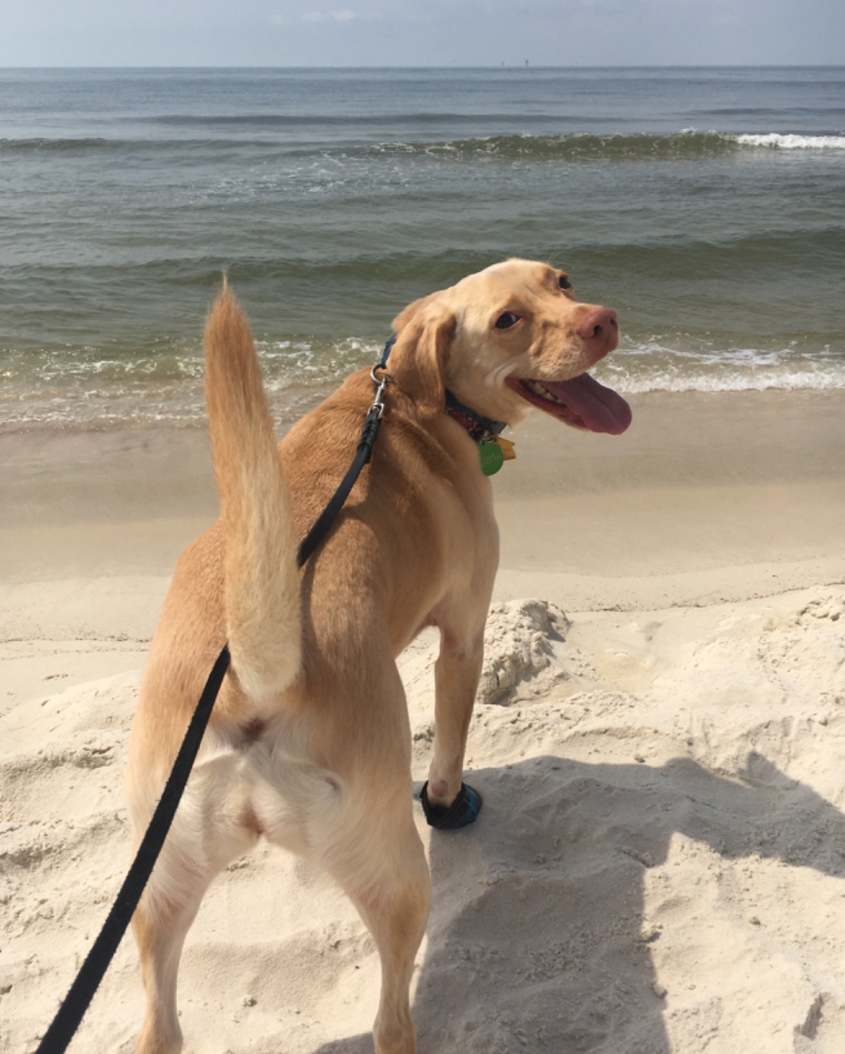 Grip Trex™ Dog Boots Durable AllTerrain Paw Protection Ruffwear