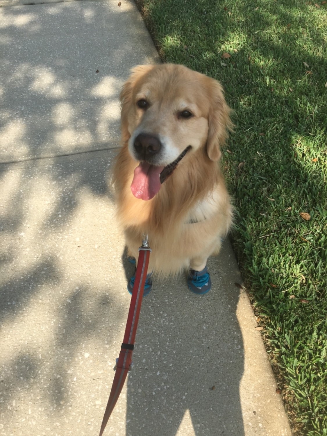 Grip Trex™ Dog Boots Durable AllTerrain Paw Protection Ruffwear