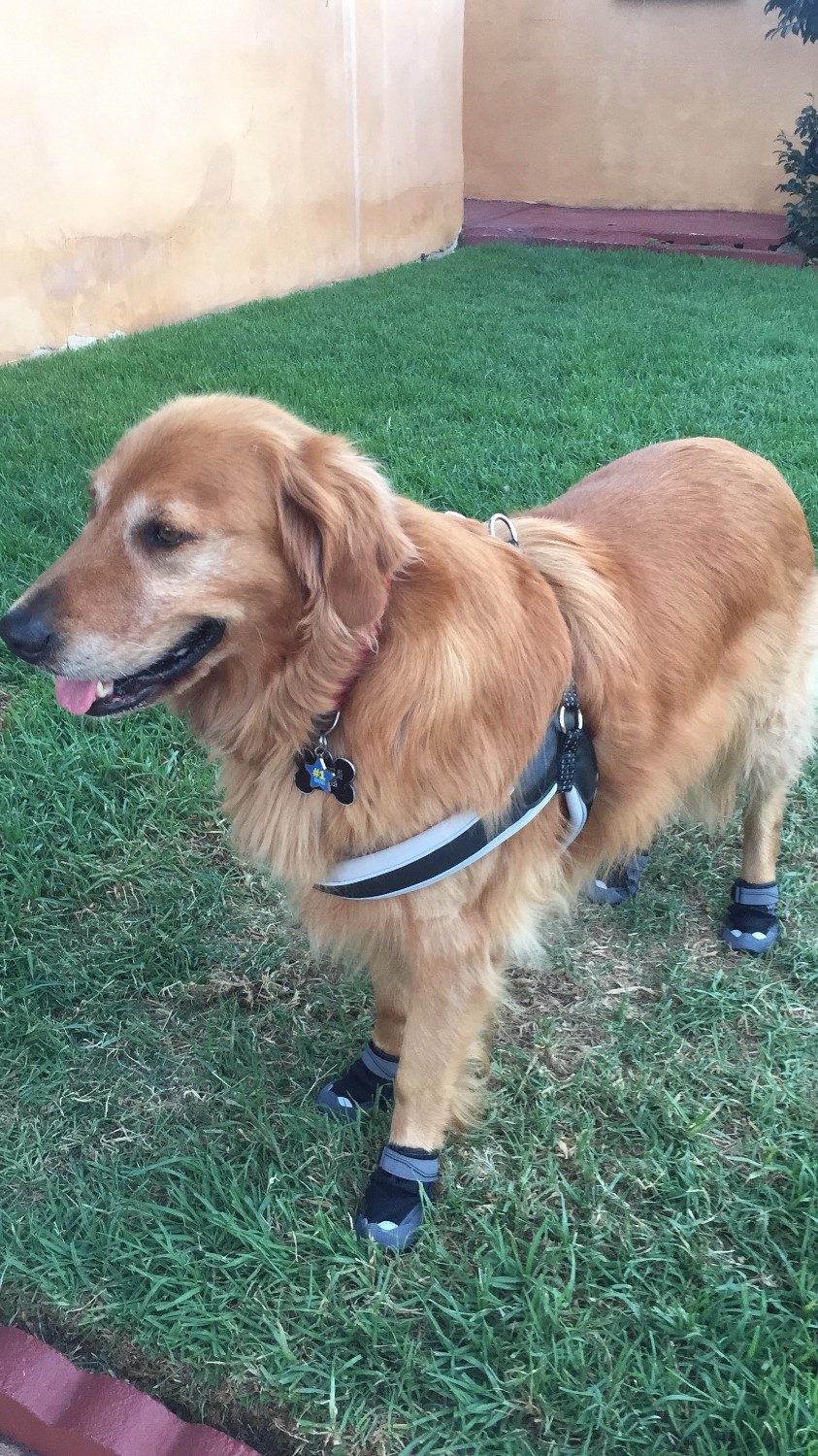 Grip Trex™ Dog Boots Durable AllTerrain Paw Protection Ruffwear