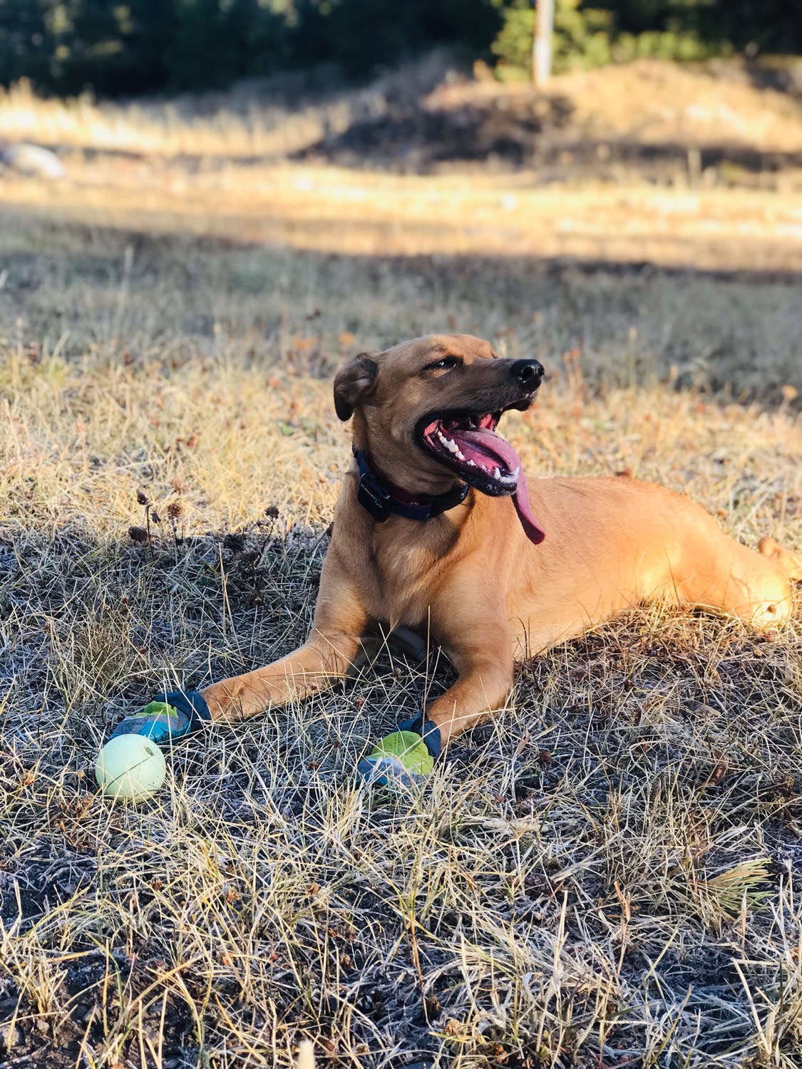 Polar Trex™ Dog Boots Winter Traction & Insulation Ruffwear