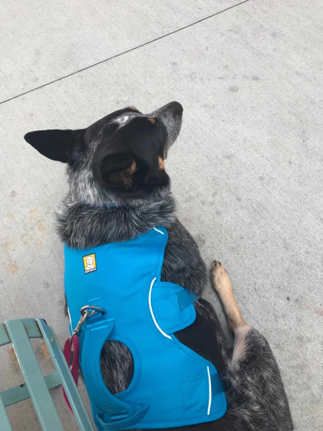  Master™ Dog Harness Secure, Reflective, MultiUse Ruffwear