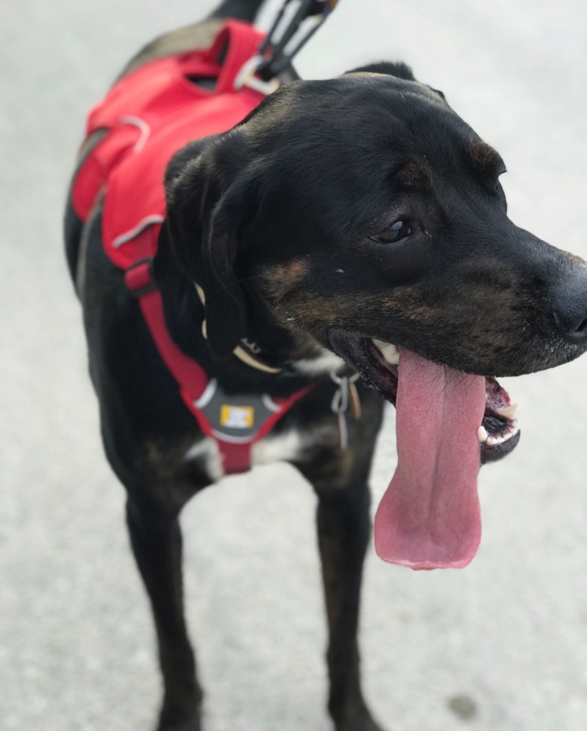  Master™ Dog Harness Secure, Reflective, MultiUse Ruffwear