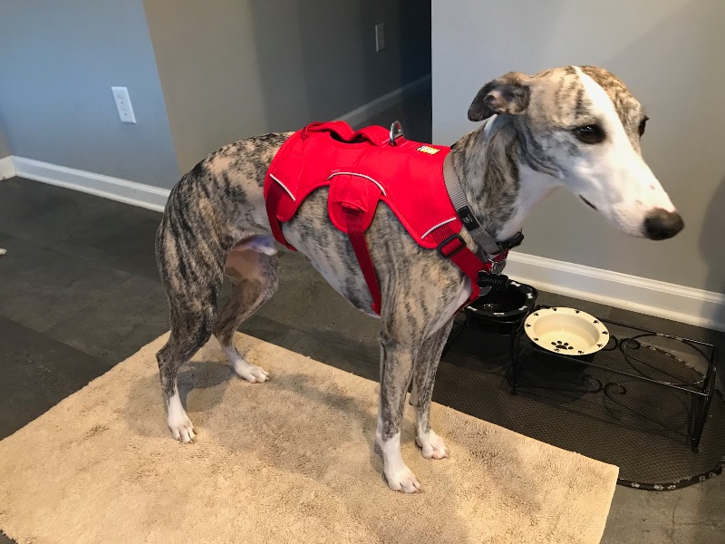  Master™ Secure, Escape Proof Dog Harness Ruffwear