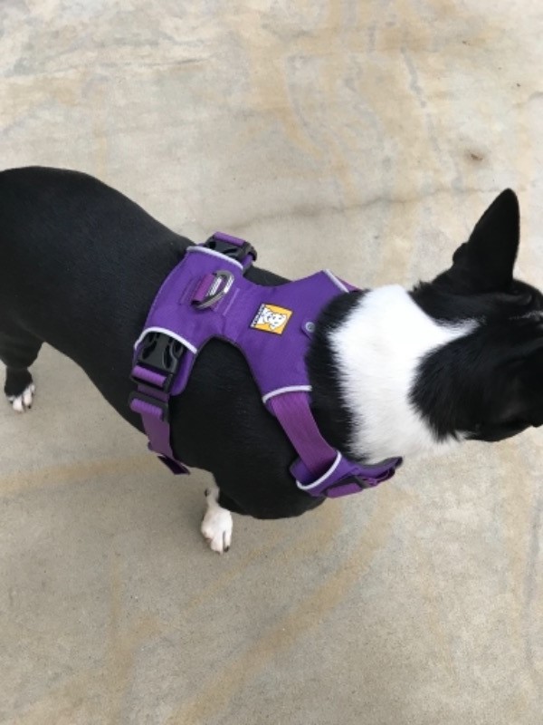 Front Range® Harness Comfortable No Pull Dog Harness Ruffwear