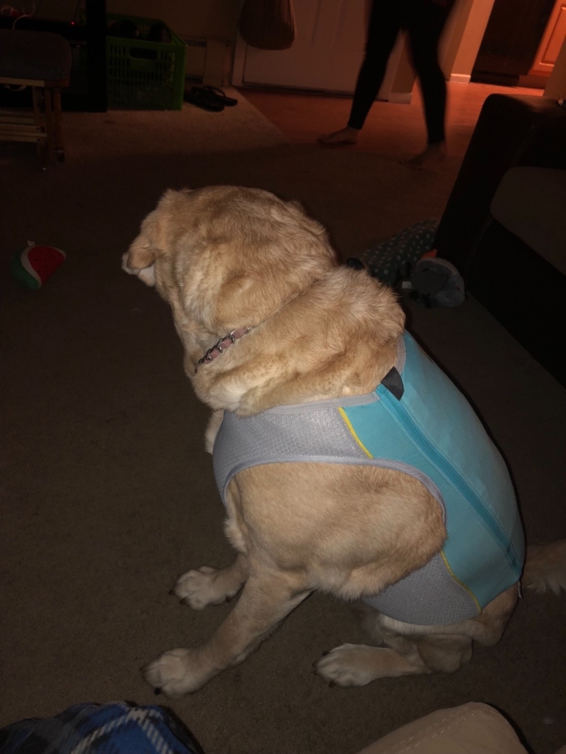 Jet Stream™ Cooling Vest Keeping your dog cool during summer Ruffwear