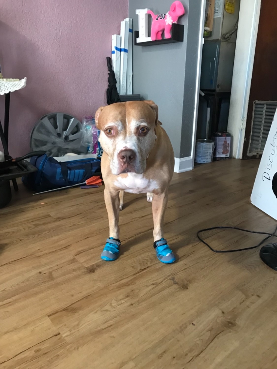 Grip Trex™ Dog Boot Pairs Durable AllTerrain Paw Protection Ruffwear