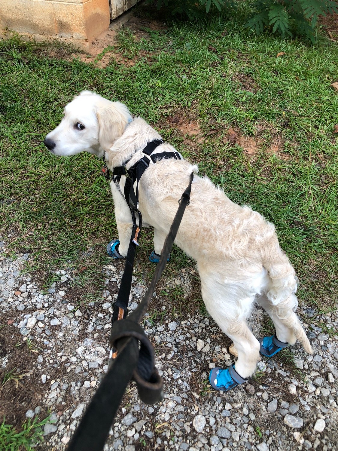 Grip Trex™ Dog Boot Pairs Durable AllTerrain Paw Protection Ruffwear