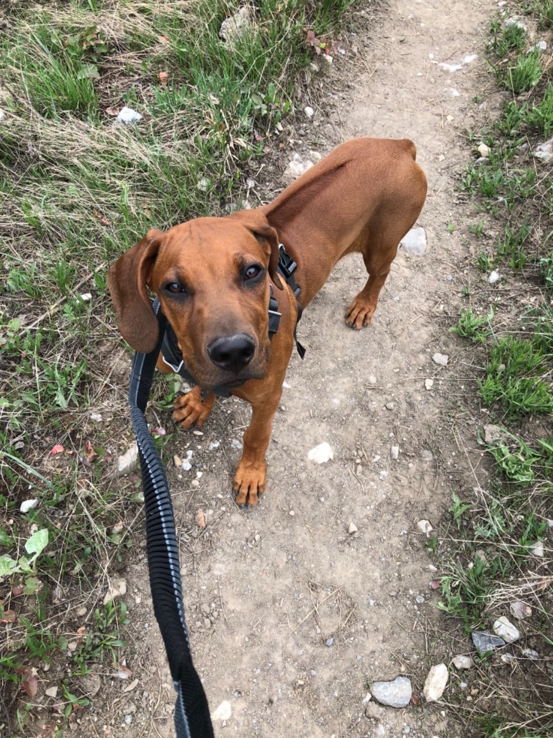 Roamer™ Dog Running Leash Extending, Bungee, Hands Free Ruffwear