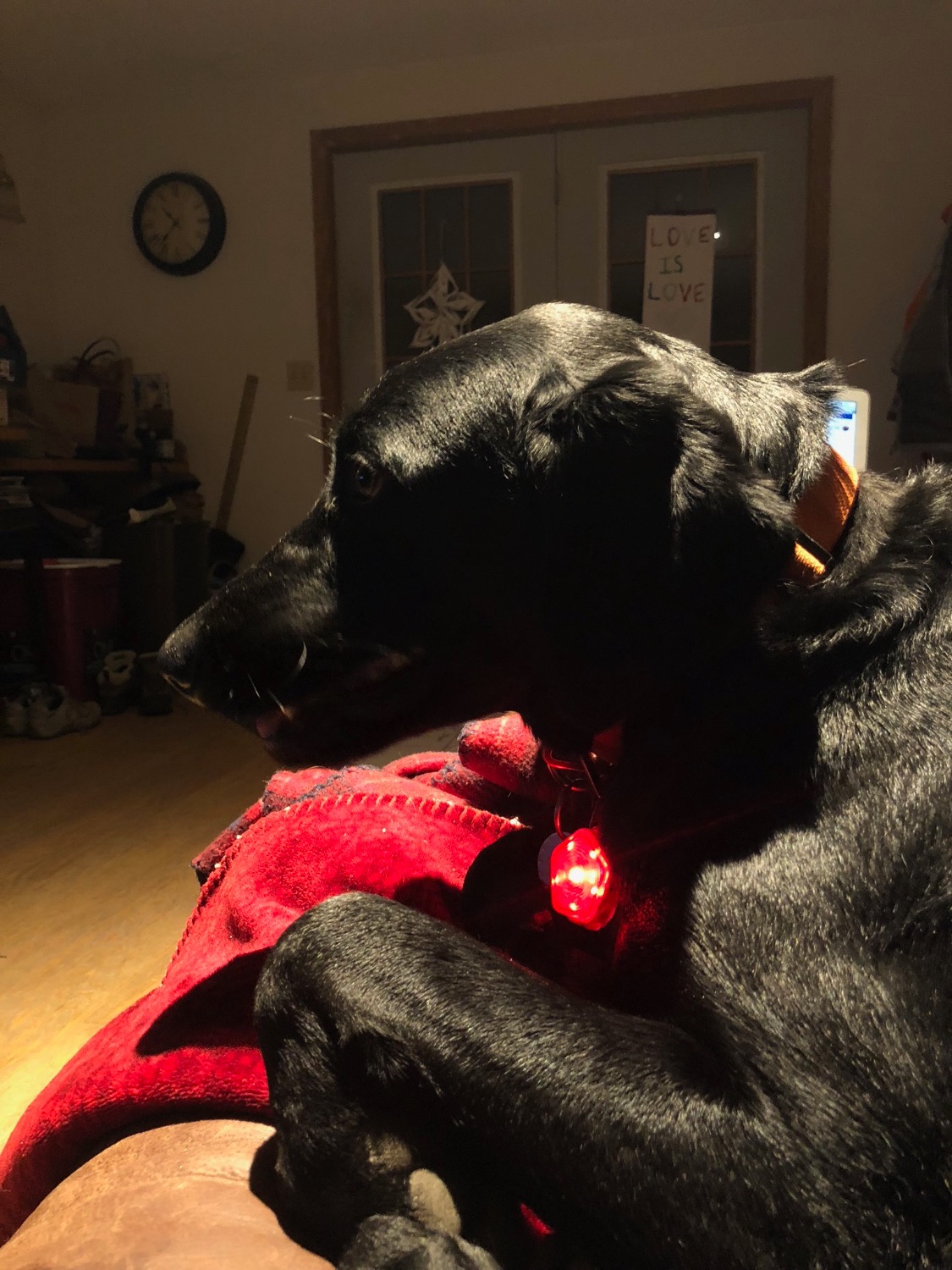 The Beacon™ Dog Safety Light Durable, Waterproof & Rechargeable