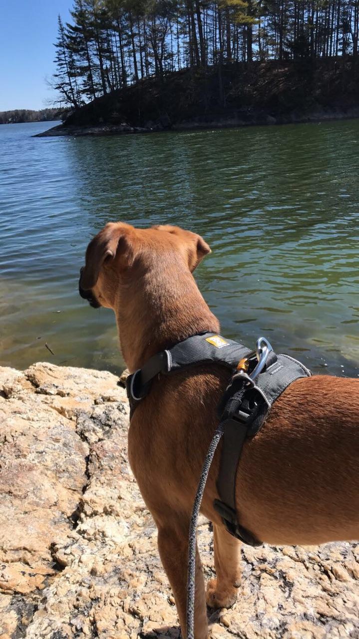 KnotaLeash™ Climbing Inspired Dog Leash Ruffwear