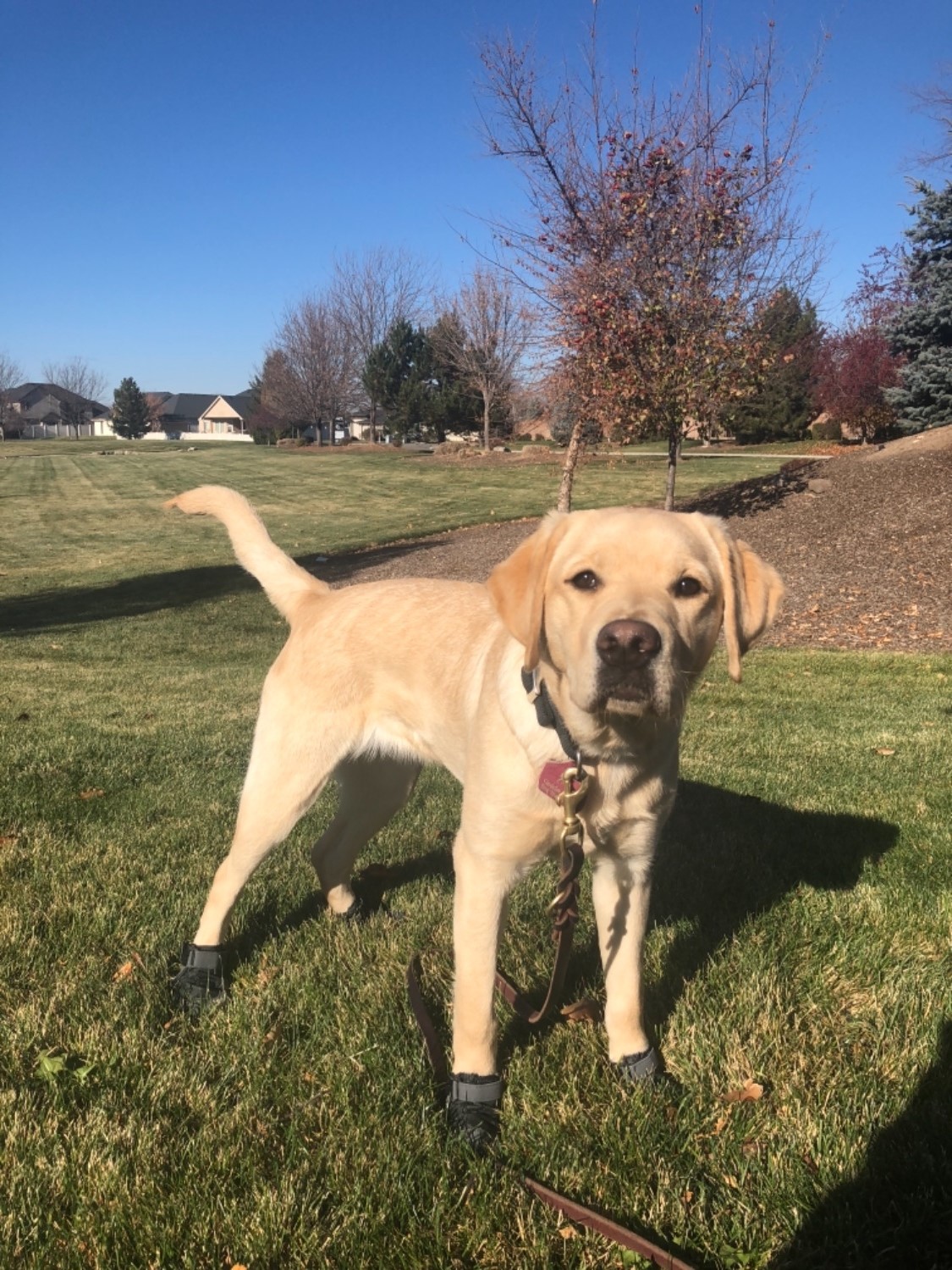 Summit Trex™ Dog Boot Pairs Everyday Paw Protection Ruffwear