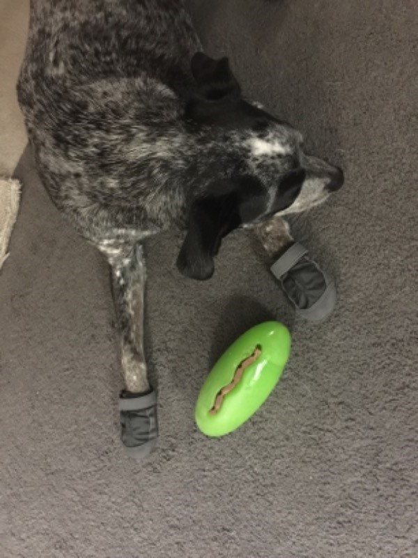 Summit Trex™ Dog Boot Pairs Everyday Paw Protection Ruffwear