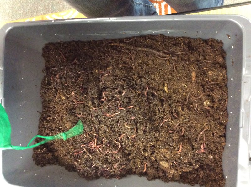 Worm Hobby Kit FREE SHIPPING Uncle Jim's Worm Farm