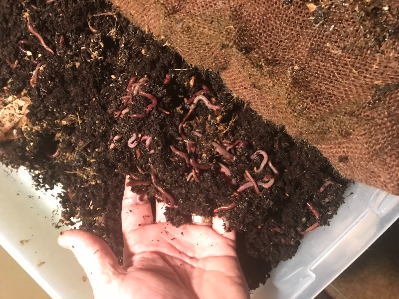 Worm Farm Kit FREE SHIPPING Uncle Jim's Worm Farm