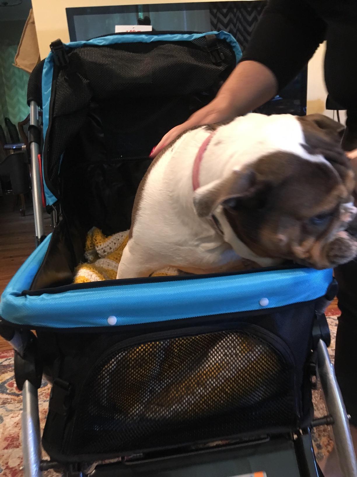 PET ROVER™ Premium Stroller for Small, Medium & Large Pets - Blue – HPZ