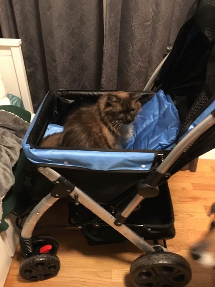 PET ROVER™ Premium Stroller for Small, Medium & Large Pets Blue HPZ