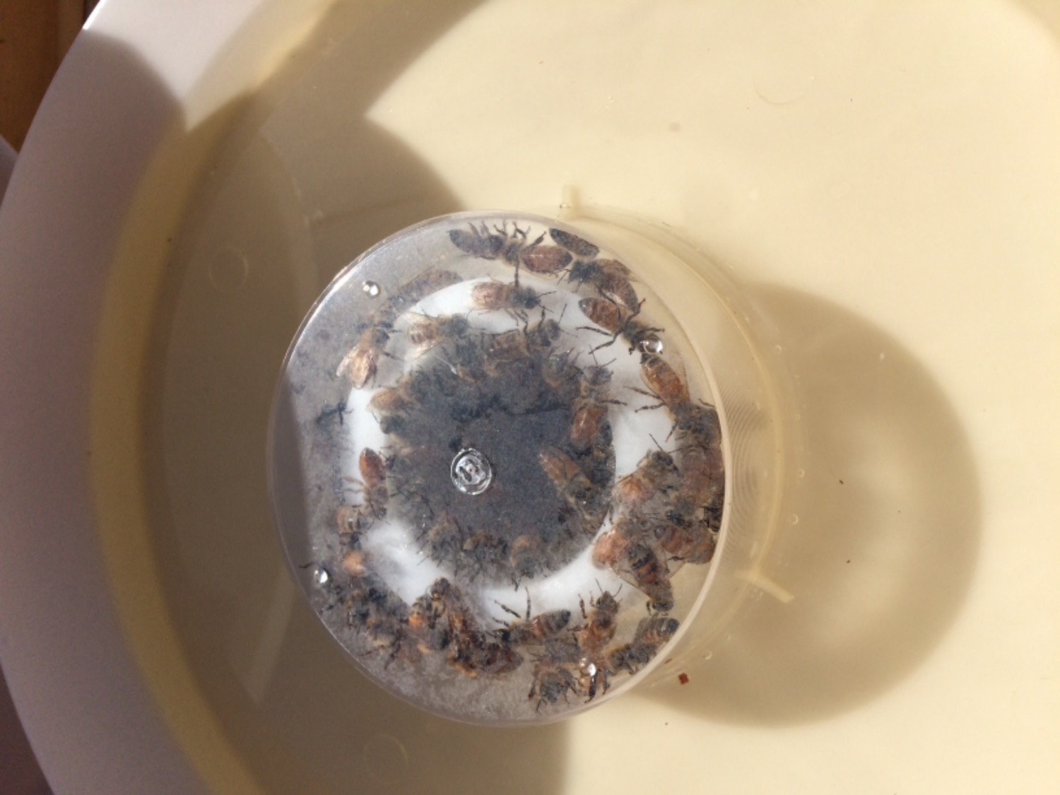 Round Hive Top Bee Feeder Bee Built