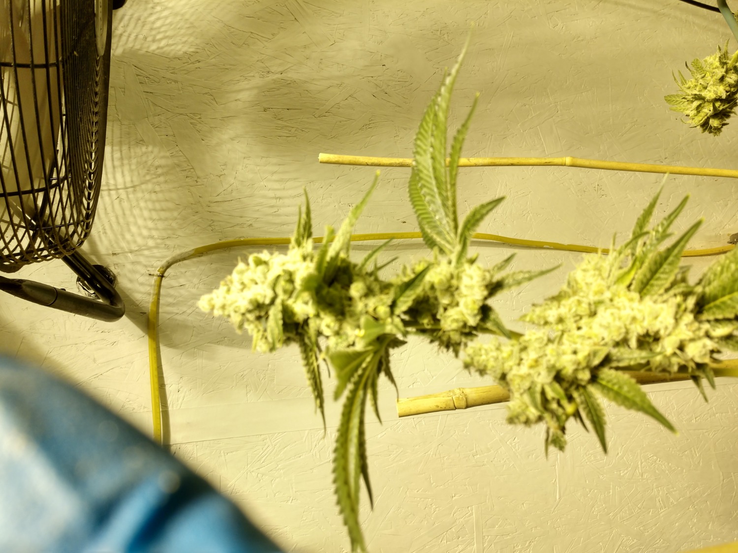 Buy Fire OG Seeds Guaranteed U.S. Delivery & Germination ILGM