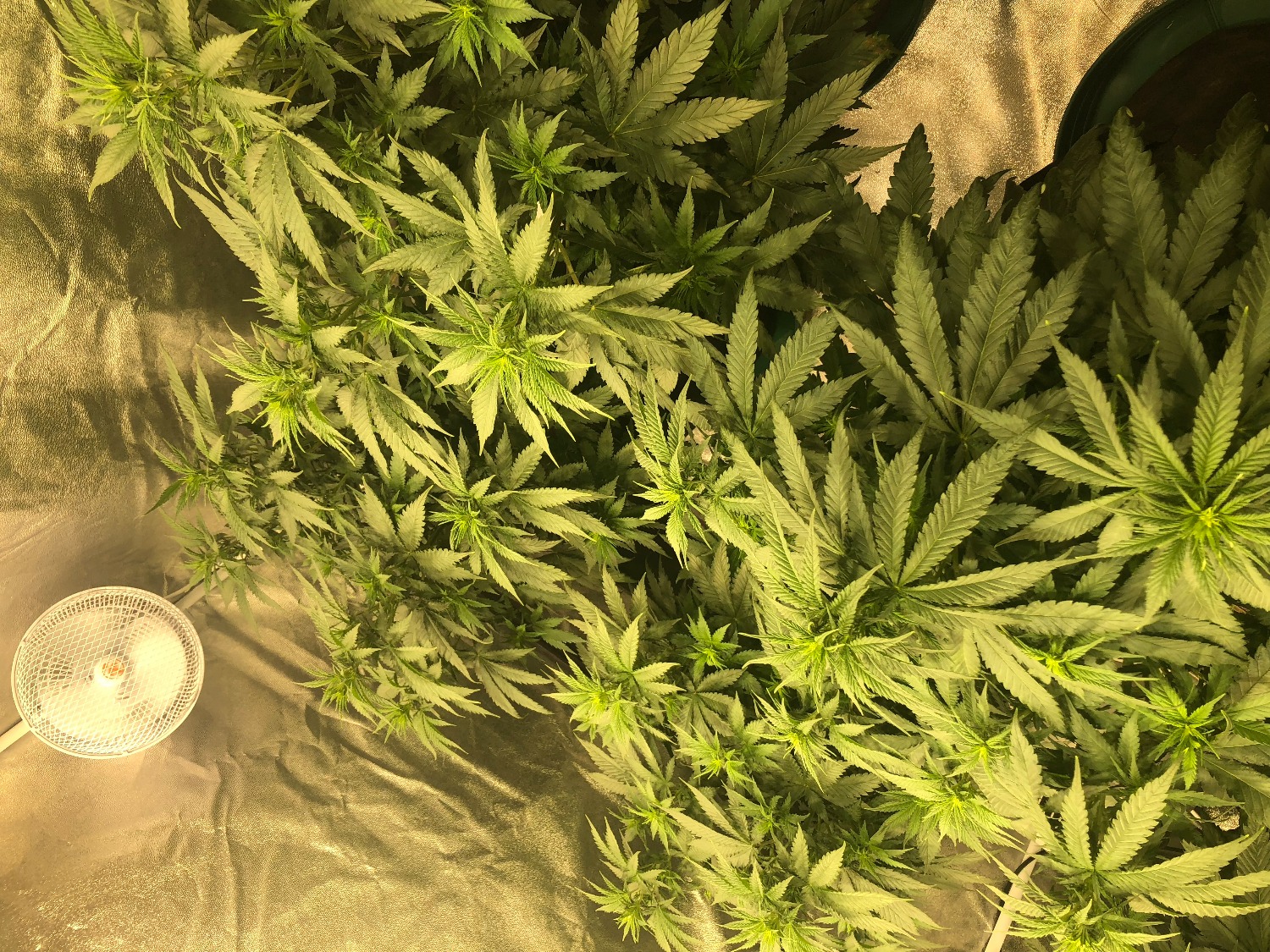 Buy Super Skunk Seeds Guaranteed U.S. Delivery & Germination ILGM