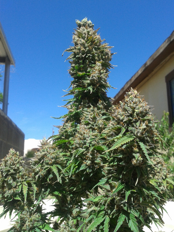 white widow regular seeds guaranteed us delivery sprouting ilgm