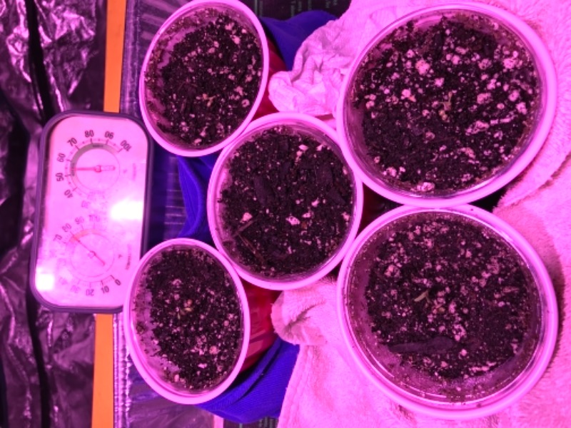 Buy Gold Leaf Seeds Guaranteed U.S. Delivery & Germination ILGM