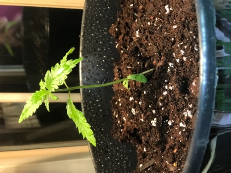 Buy Gold Leaf Seeds Guaranteed U.S. Delivery & Germination ILGM