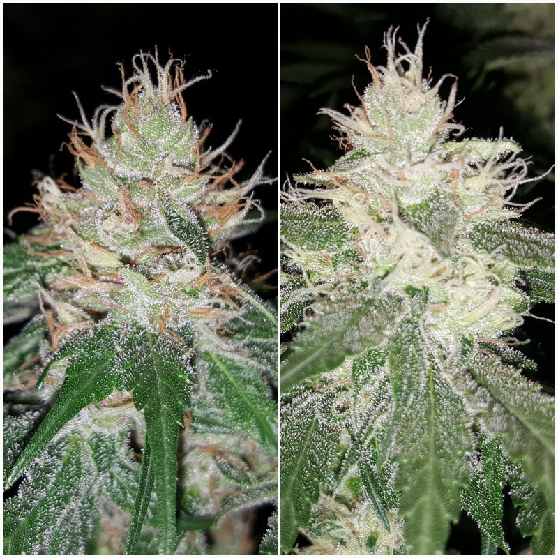 Buy Blue Dream Seeds Guaranteed U.S. Delivery & Germination ILGM