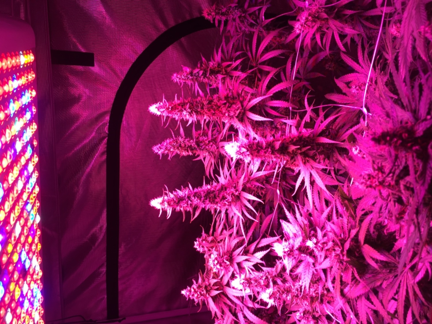 Buy Blue Dream Seeds Guaranteed U.S. Delivery & Germination ILGM