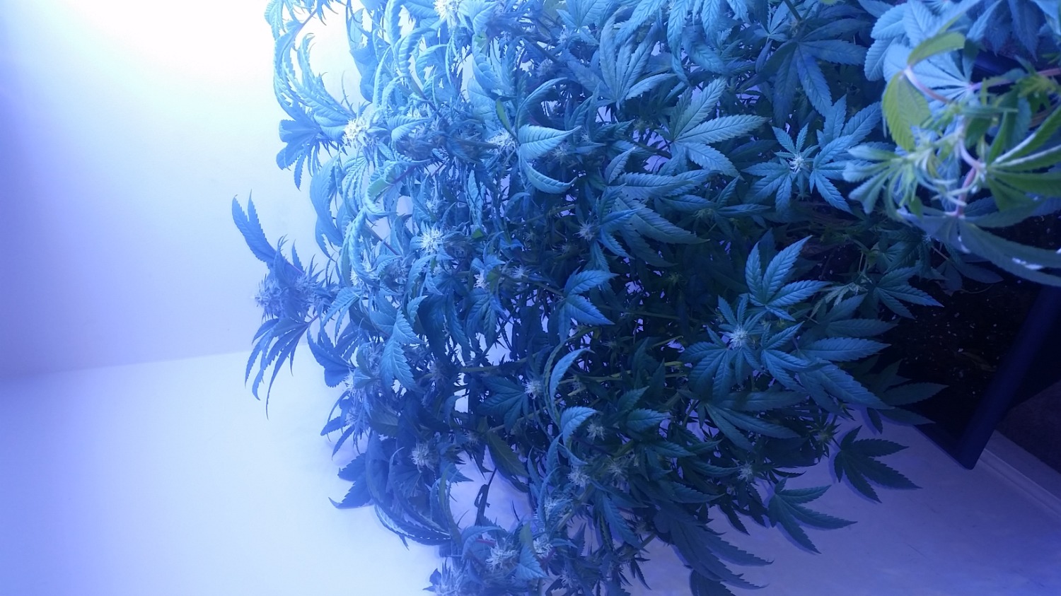 Buy Blue Dream Seeds Guaranteed U.S. Delivery & Germination ILGM