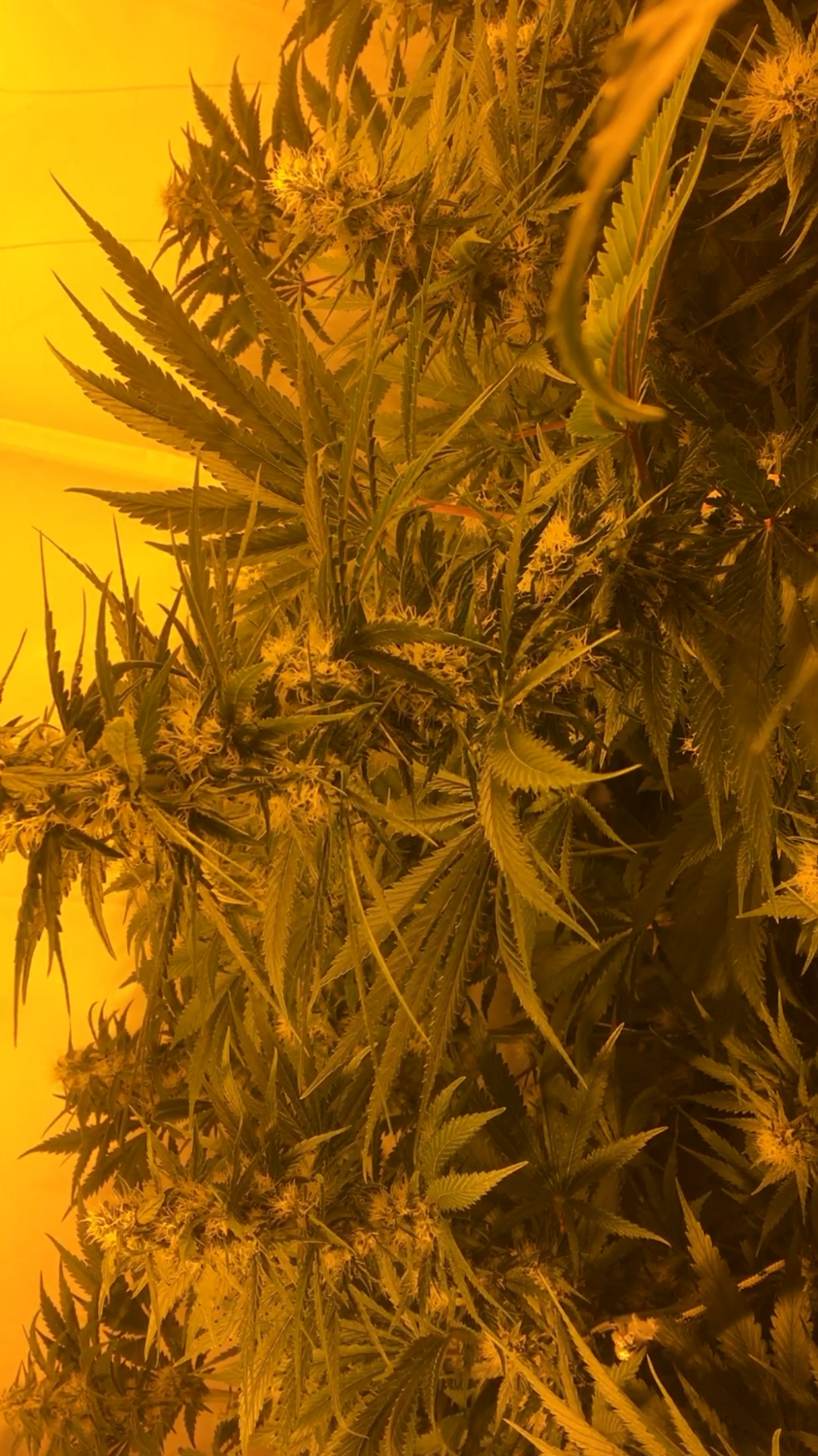 California Dream Seeds Guaranteed U.S. Delivery & Sprouting ILGM