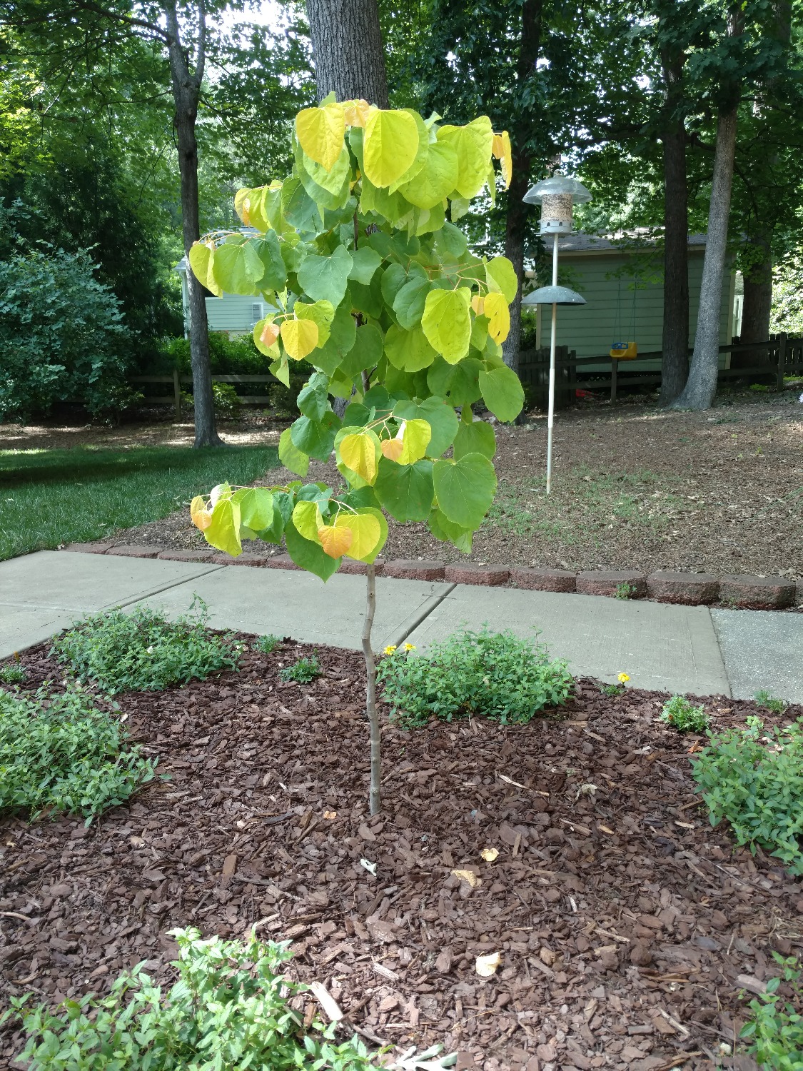 Rising Sun™ Redbud Tree — The Planting Tree
