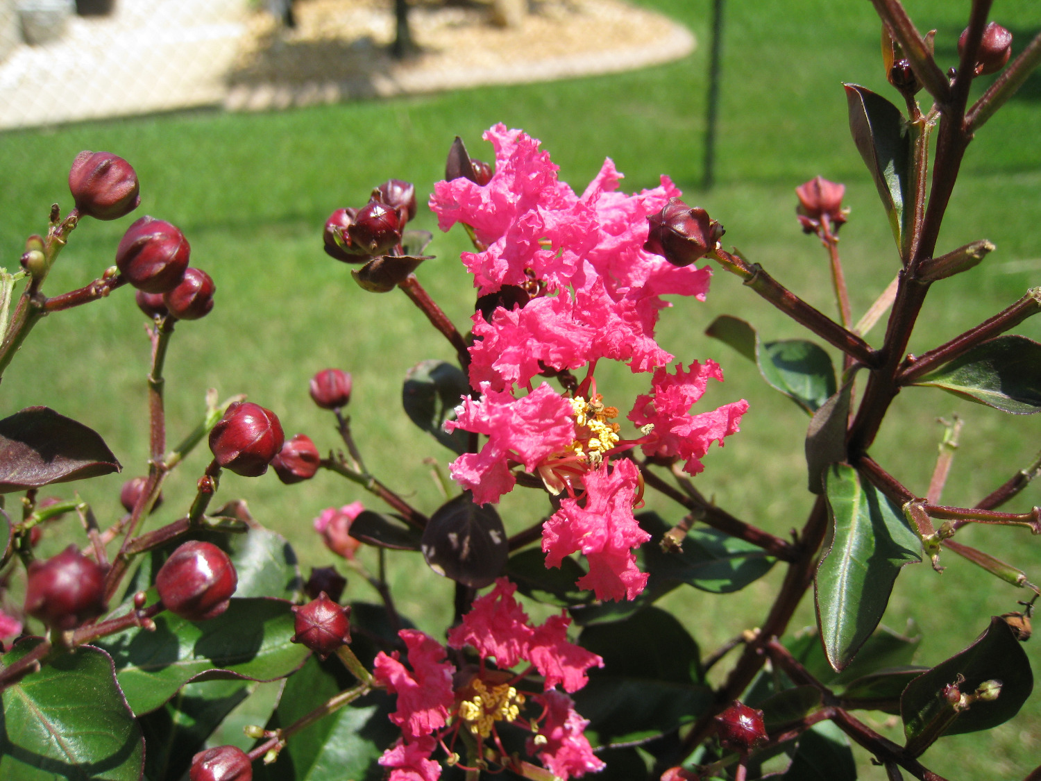 Pink Velour Crape Myrtle PlantingTree
