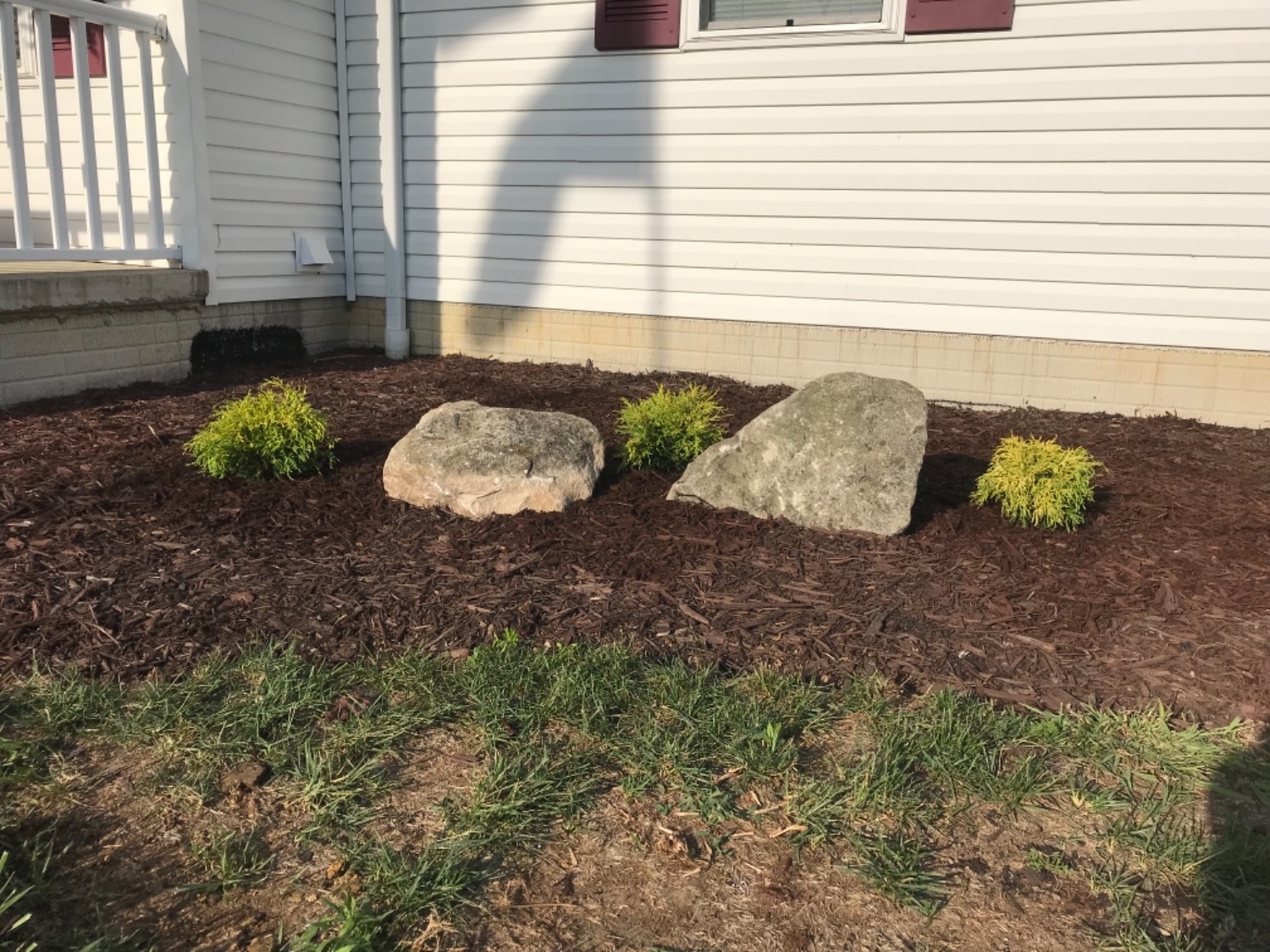 Gold Mop Cypress Yellow Evergreen Shrub PlantingTree