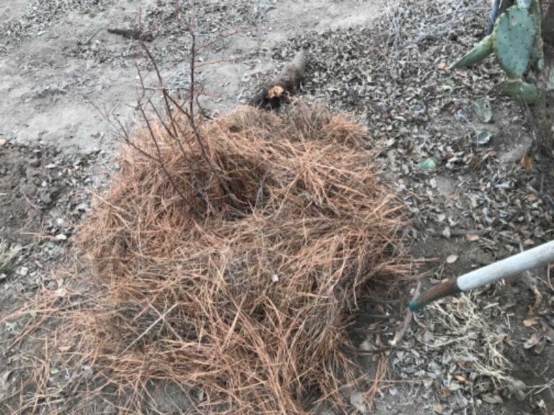 Brightwell Blueberry Bush — The Planting Tree