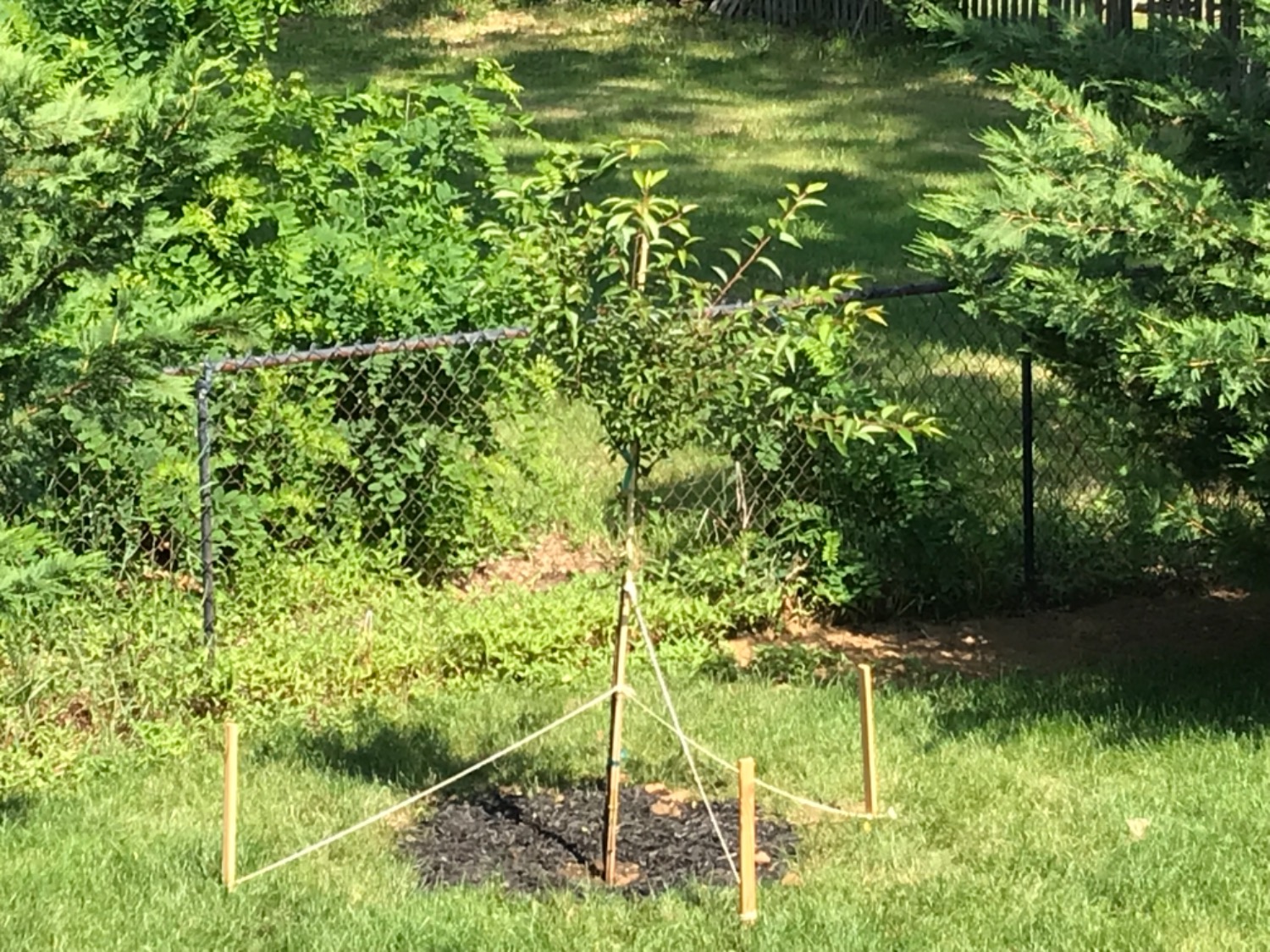 Okame Cherry Tree on Sale — PlantingTree