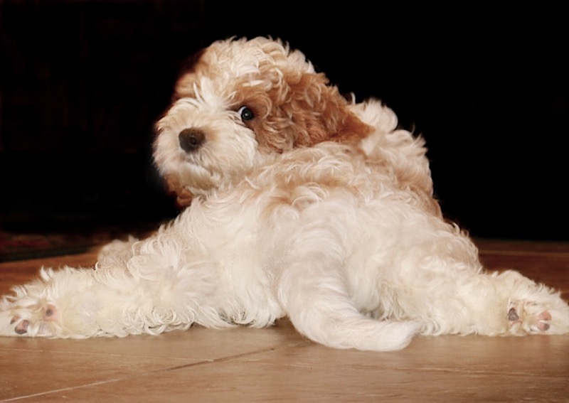 The Blissful Dog Elbow Butter Moisturizing Balm For Dog Elbow Calluses