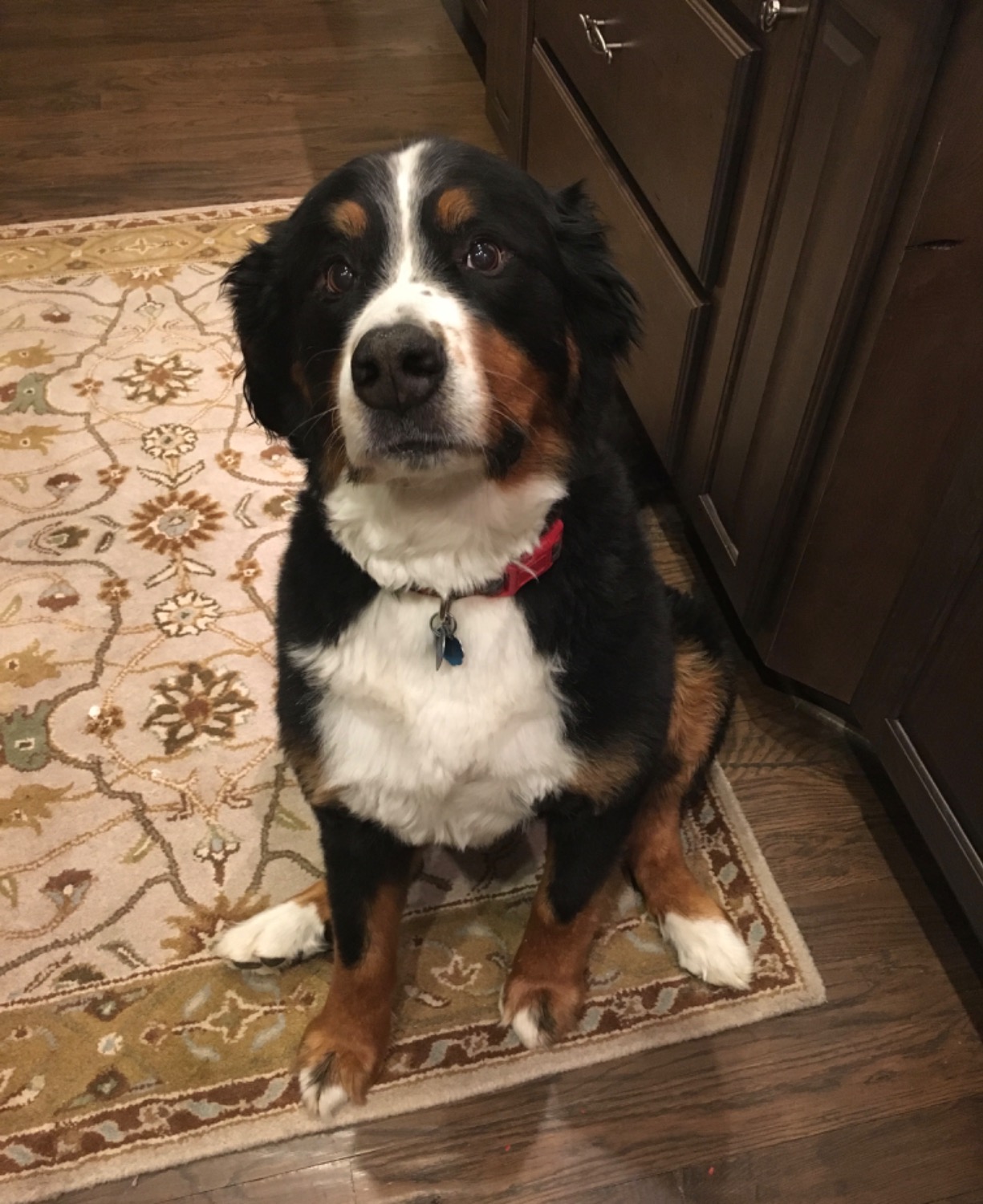 Bernese Mountain Dog Nose Butter® for Your Berner's Rough Dry Nose
