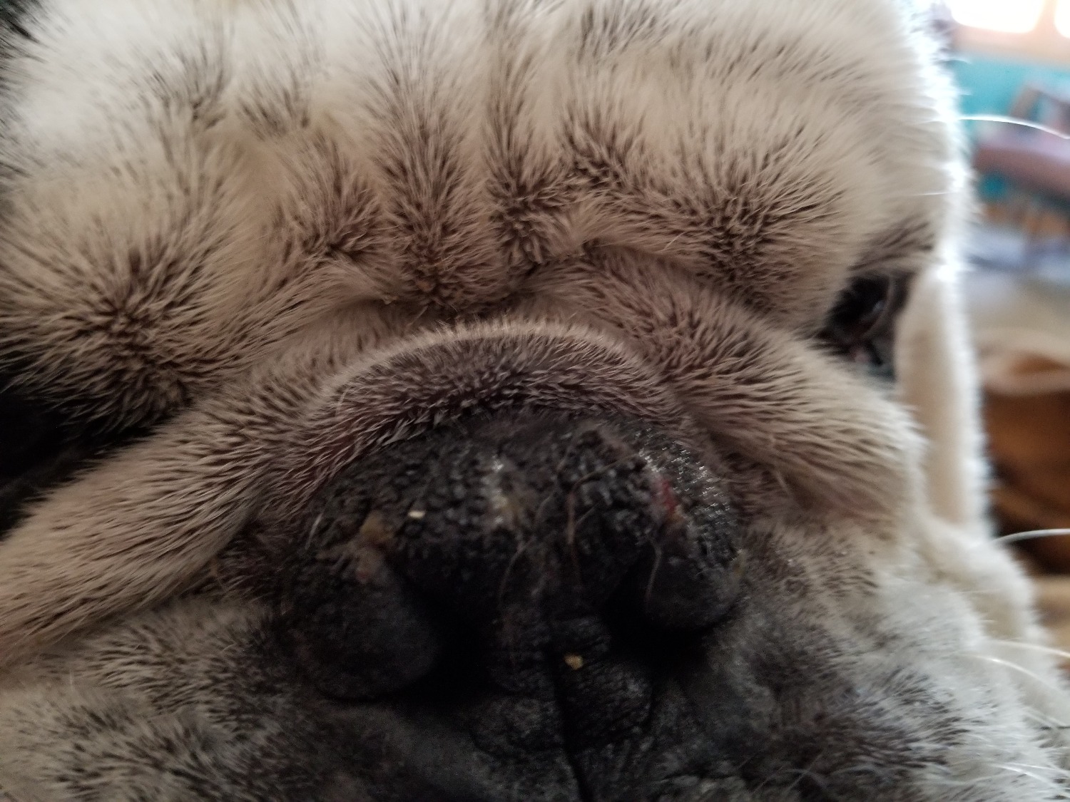 Bulldog NOSE BUTTER® Smooth and Moisturize Your Bulldog's Dry Nose