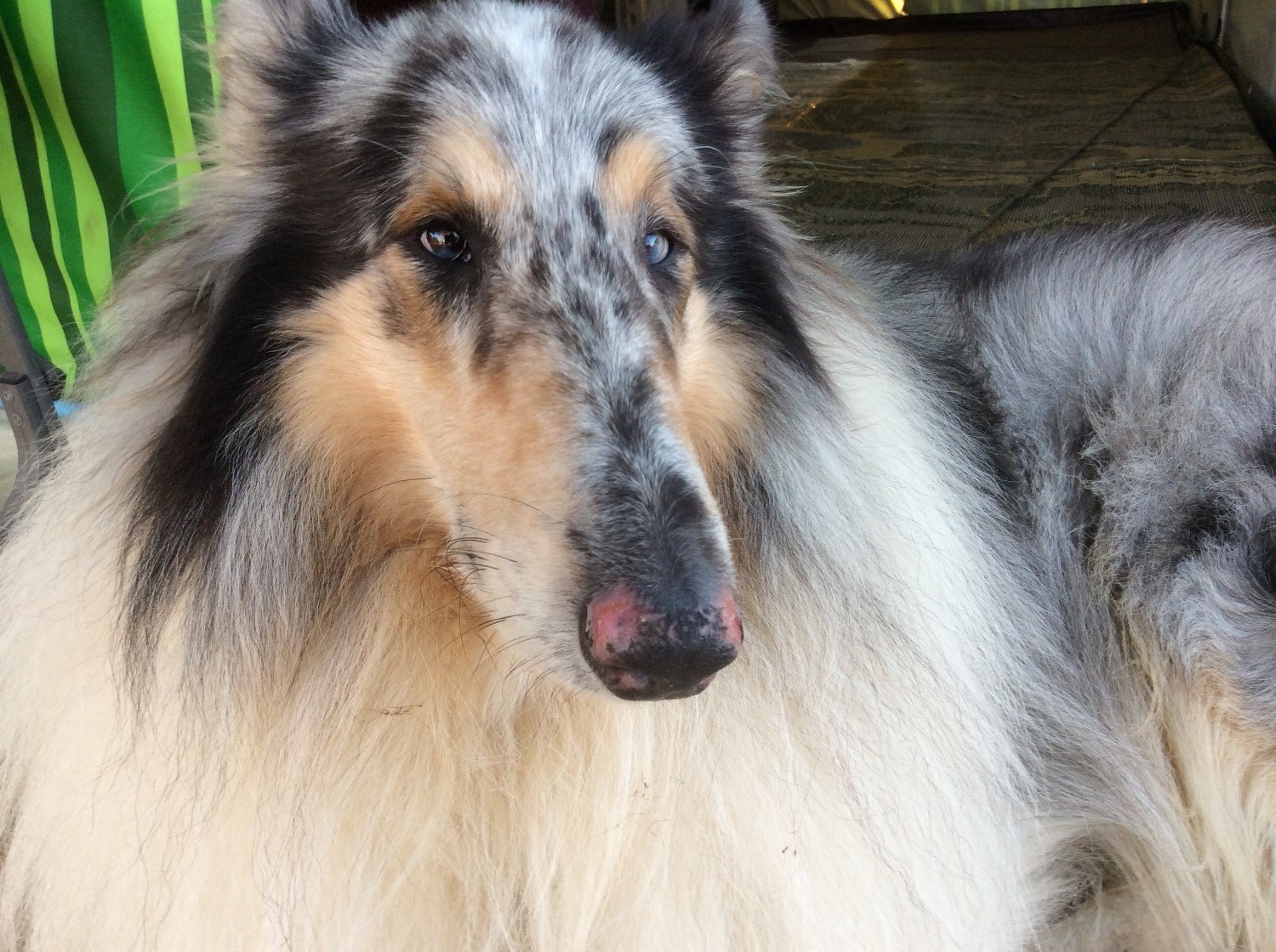 Collie Nose Butter® All Natural Support for Collie Nose Problems