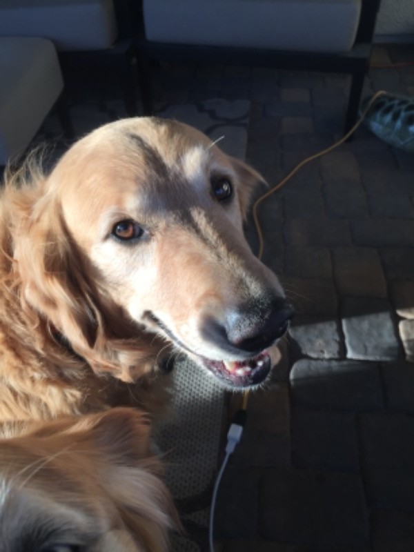 Dog breeding female itching sitting