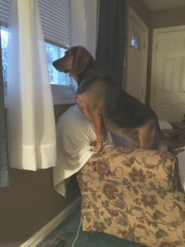 The Blissful Dog Elbow Butter Moisturizing Balm For Dog Elbow Calluses