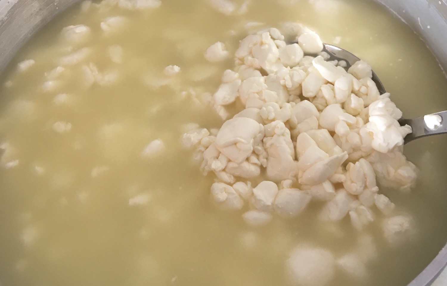 Thermophilic Starter Culture for Cheese Making How to Make Cheese